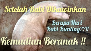 TERNAK BABI BIRAHI KEMUDIAN KAWIN SESUDAH ITU HAMIL LALU BERAPA HARI MENUNGGU BERANAK??!!