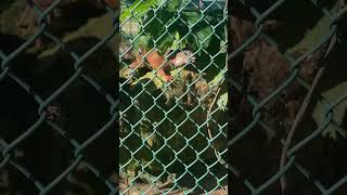 Gemoy! Iguana raksasa😱 #videoshort #shortvideo #shorts