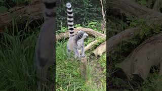 Lemurs at London zoo