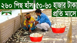 ২৬০ পিছ হাঁস মাসে ৫০ - ৬০ হাজার টাকা লাভ হচ্ছে | বিলে হাঁস পালন | হাস পালন | Uddokta | Duck Farming