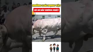 Động vật có cơ bắp khủng nhất #trending #tintuc #khampha #giaitri #funny #yeah #reviewphim