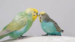 Smart and lovely little budgies #part-1