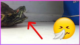 【FUNNY VIDEO】THE WAY THIS TURTLE SNEEZED🥺