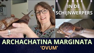 Archachatina Marginata Ovum in de schijnwerpers