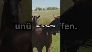 Faszinierende Fakten über Lipizzaner: Die edlen Pferde  #factsofnature #tiere #animals