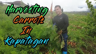 Harvesting time na ng Carrots!#AgriCOOLture