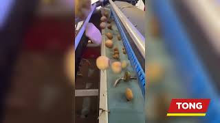 Potato Optical Sorting with TOMRA 3A optical sorter on dirty crop in Tong Caretaker