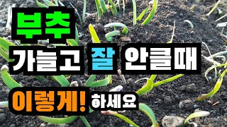 부추가 가늘고 잘 안클 때 하는 방법~부추 굵고 연하게 키우기, 부추 영양관리