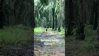 Kasian beruang madu bingung⚠️😫#shorts #video #fyp #animals #bear #borneo