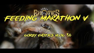 Feeding Marathon V - Gorby Exotics Vlog 36