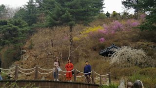 Garden Of the Morning Calm in Spring Time! Seoul, South Korea