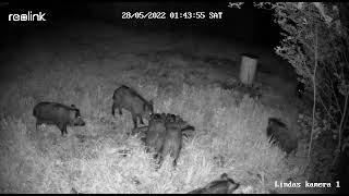 Wild hogs looking for something sweet/Mežacūkas pie kārumiem