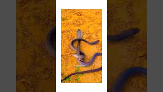 Cobra Battle Royale: Two Snakes Face Off