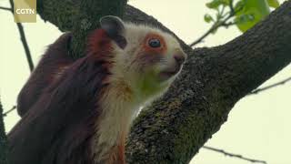 CGTN Nature Zhangjiajie Series Episode 6 Woodland Cutie