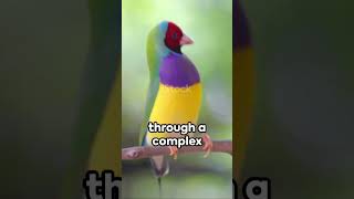 Gouldian finch 🕊️🐧🦆🦅