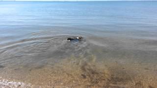 Modano Corgi Playing Water Fetch At The Beach