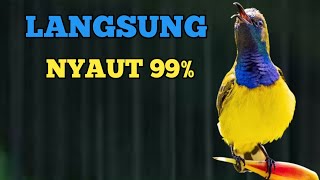 NYAUT 99% , PANCINGAN SOGON BIAR GACOR