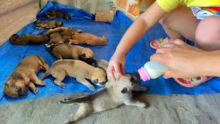 Chó Con Tập Bú Sữa Bình Chó Mẹ Đẻ Quá Nhiều Không Đủ Sữa Bú / Puppies practice bottle feeding