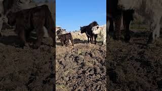 cows love a pile of dirt #cowlover #animal #farmlife