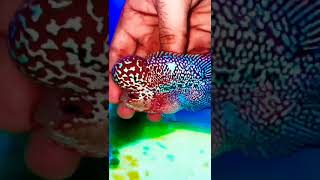 srd flowerhorn#shorts #feeding #flowerhorn