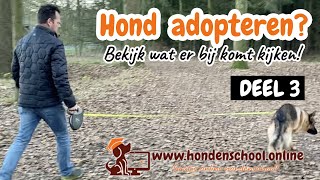 Hond adopteren deel 3