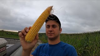 Ears of corn and estimating yields