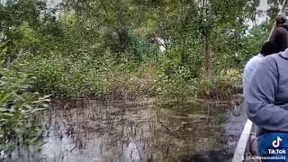 Bosque de Manglar