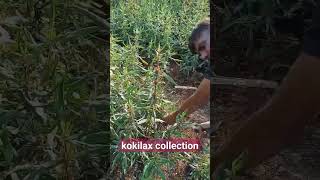 kokilax collection.तालम खाना कलेक्शन#ayu #ayurvedic #ayureel #bamsstudents #bams