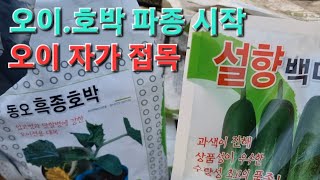 오이.호박 파종#오이 접목#자가접목#오이호박잘키우기