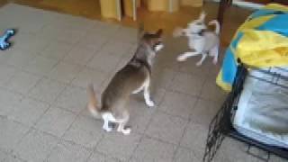 Battling Chihuahuas