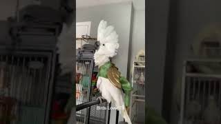 Smart and lovely little budgies #part-1