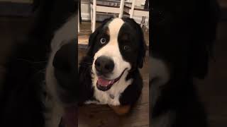 She’s a liar #liar #bernesemountaindogs #cutedog #dogs #dog