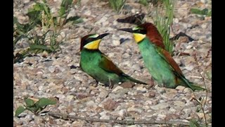 Paarung der Bienenfresser _ #Vogelbeobachtung