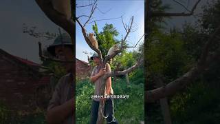 Rescuing Cats! Turning a Dead Tree into a Cozy Cat Home #shorts