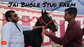 Jai Bhole Stud Farm | Tigri Mela | Garh Ganga Horse Fair 2019