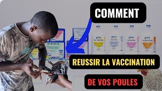 Comment faire la vaccination des pintades