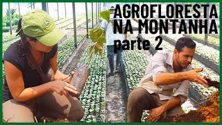 COMO PLANTAR MUDAS? | Agrofloresta nas Montanhas (parte 2)