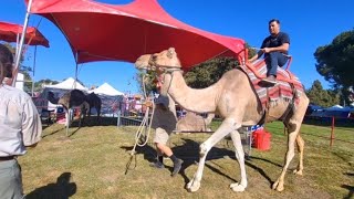 Lompoc California Flower Festival 2024 #2