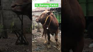 Si_Barong Parkir #sapi #shorts #pemburusapiimpian