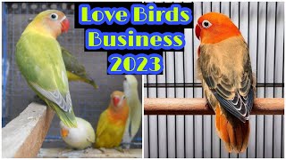 Best African Love Birds Mutations In Pakistan 2023 | Love Birds Business 2023 | EP 42