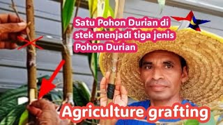 Agriculture Grafting sambung Durian tunas pohon besar degan 2 jenis mata tunas Durian