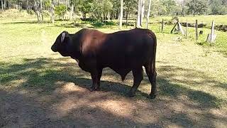 TOURO SANTA GERTRUDES 🐂