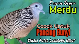 PANCINGAN PERKUTUT // SUARA BESAR MERDU COCOK UNTUK PANCING BUNYI SEKALI PUTAR LAWAN LANGSUNG NYAUT