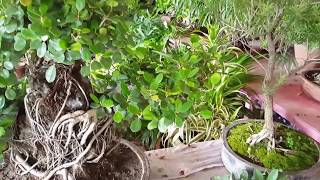 Beautiful  Bonsai Tree  ♥♥♥♥