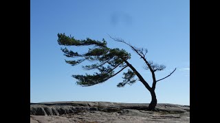 Visiting "The Tree" at Killbear Provincial Park