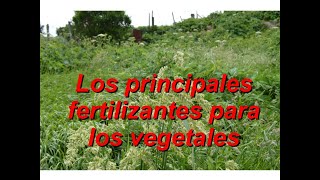 Los principales fertilizantes para los vegetales