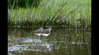 Artenporträt Waldwasserläufer