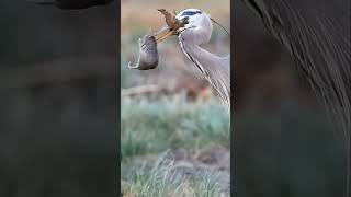 Crane Vs Mouse Hunting Video #crane #cranevideo #animaltheater #mouse #rat