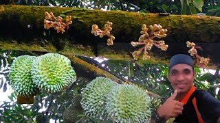 MEREVIEW BUAH DURIAN KE DUA KALI & PEMBUNGAAN KE TIGA KALI.