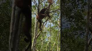 Orang utan dan anak nya sedang santai sore hari😍🙏❤️#orangutan #borneo #shorts #video